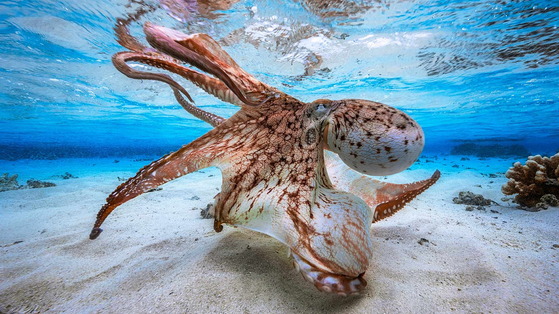 现在你“海”能看见我……